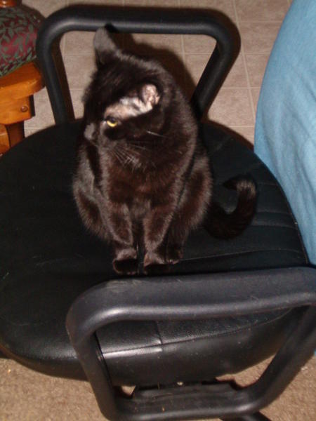 Samantha, the most affectionate girl I have.