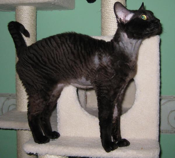 My name is Sebastian.  I'm 4 years old.  I live with my furry friend, Minnie who is 9.