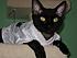 Here I am the watch-cat of the cat tree all dressed up in my Eagles football jersey.  Go E-A-G-L-E-S!