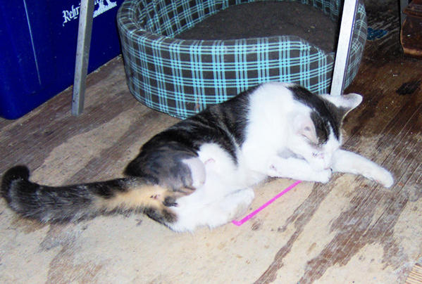 DIMETRI101608d
 loves to play