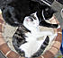 LB DIMETRI 1208 
LB a RB Demetri is a tri-pod