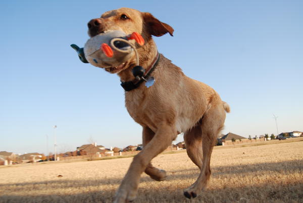 Dry land retrieves with his dead fowl trainer...he would never stop if we didn't make him!