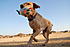Dry land retrieves with his dead fowl trainer...he would never stop if we didn't make him!