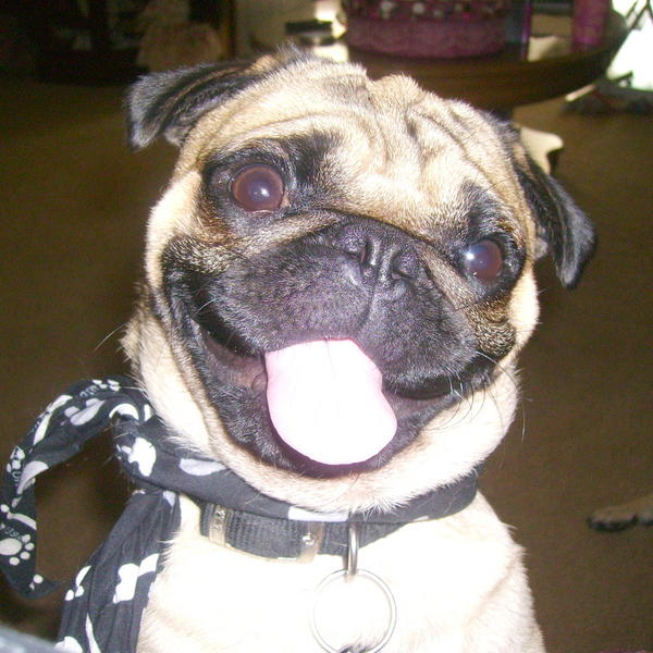BAM,he is my little guy.