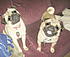 MY PIECE OF MIND WITHOUT THESE 2PUGS I WOULD GO CRAZY.