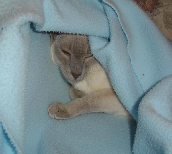 Shiney always sleeps UNDER a blanket or a quilt folded just for him on Mom's bed.  Here I pulled back the blanket for sleepy pics of the sweetie!