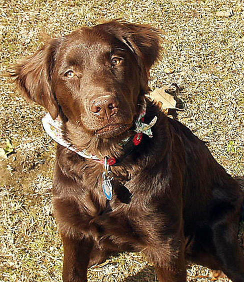 kokopup at Doodah Day (local dog get together)