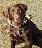 My not so little brown Angel