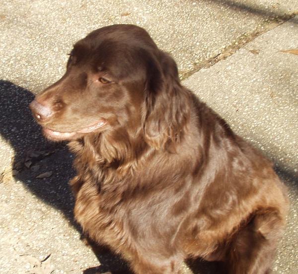 koko this Christmas 3.5 years