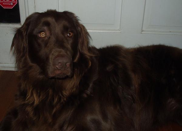 koko at home  3 years