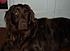 koko at home  3 years