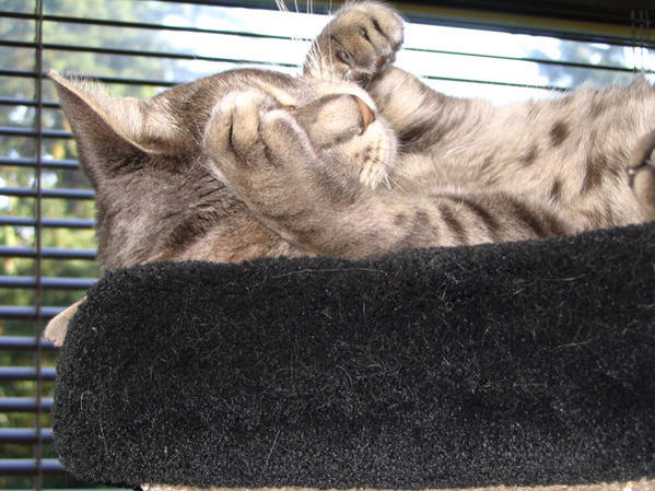 Bashful