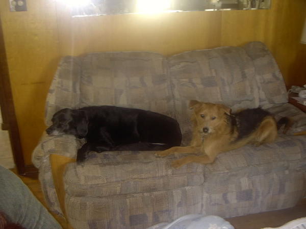 Rocky and Rudy - Rocky's last picture with us. :(
