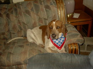 Patriotic Buster