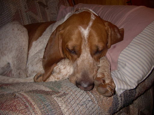 The Ultimate Couch Potato!