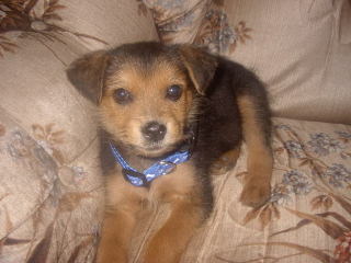 Rudy at 6 weeks.