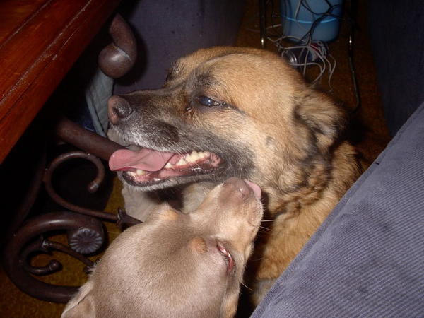 With my aunt's nasty chihuahua Nicki