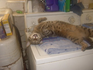 You know there's no snooze button on a cat that wants breakfast!