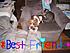 Miagi and Buster were really the same size once!