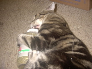If you don't teach your cat about cat nip who will? ;)