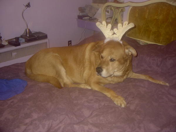 Pretty reindeer girl.