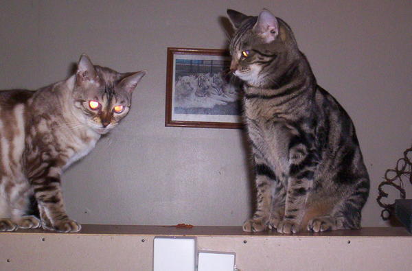 "Ocie" my Bengal...and "Marissa"...my Bengal mix
