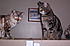 "Ocie" my Bengal...and "Marissa"...my Bengal mix