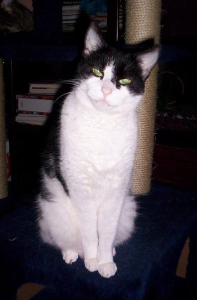 This is "Buster"...my only male.