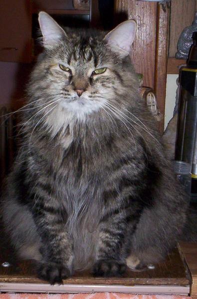 "Maxine"~My Maine Coon