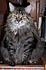"Maxine"~My Maine Coon