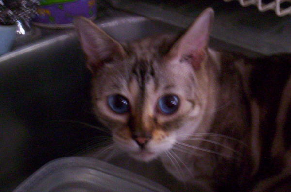"Ocie"~my Bengal