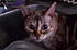 "Ocie"~my Bengal