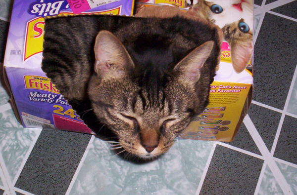 "Meeko" in a VERY small cat food box...she LOVES boxes!