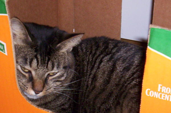 "Meeko"...in another box
