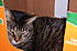 "Meeko"...in another box