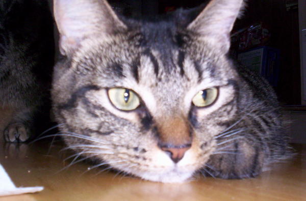 "Meeko"