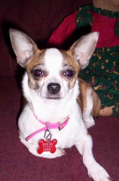 "Dora"...my little Chihuahua