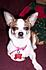 "Dora"...my little Chihuahua