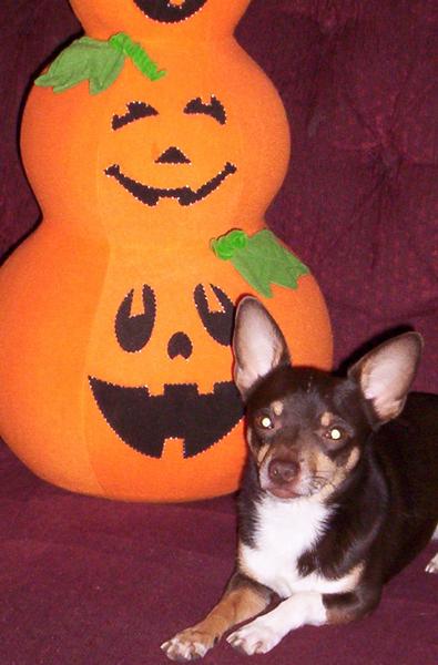 "Sox"...my very spoiled "Mommas boy"