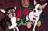 "Sox" and "Dora"