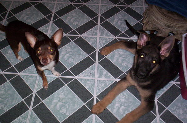 "Sox" and his big...getting bigger every day...sister  "Trinka"
