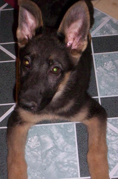 This is our German Shepherd puppy..."Trinka"