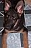 This is our German Shepherd puppy..."Trinka"