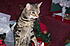 "Marissa"...I was decorating for Christmas...she was looking for Santa..haha