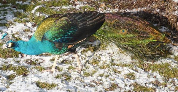 peacock