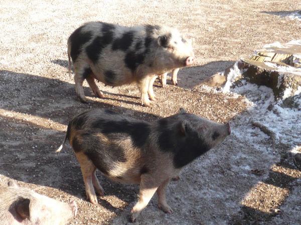 piggies