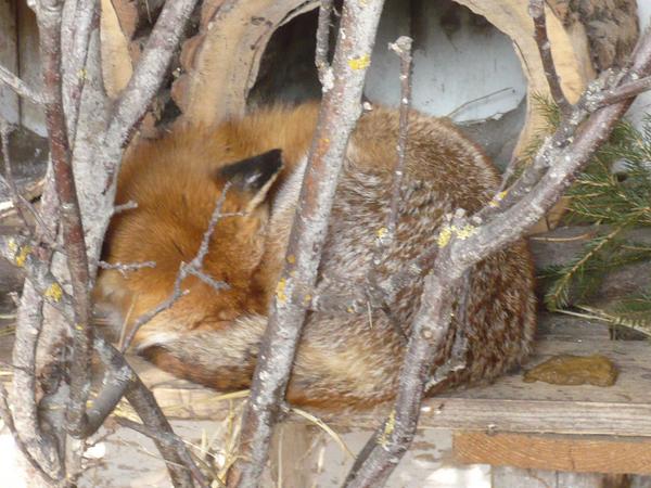 Red fox