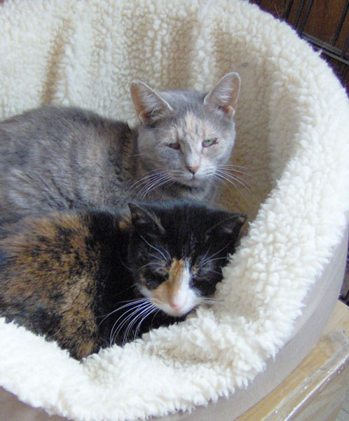 SWEETY and BOOTS
In house feral and Simi feral