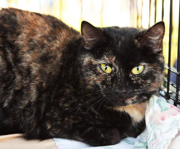Penelope GOTCHA DAY 01/12/09
Plenty of "TORTITUDE"
Daddy's girl
