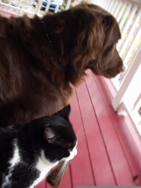 Koko and Rascal watching squirrels play